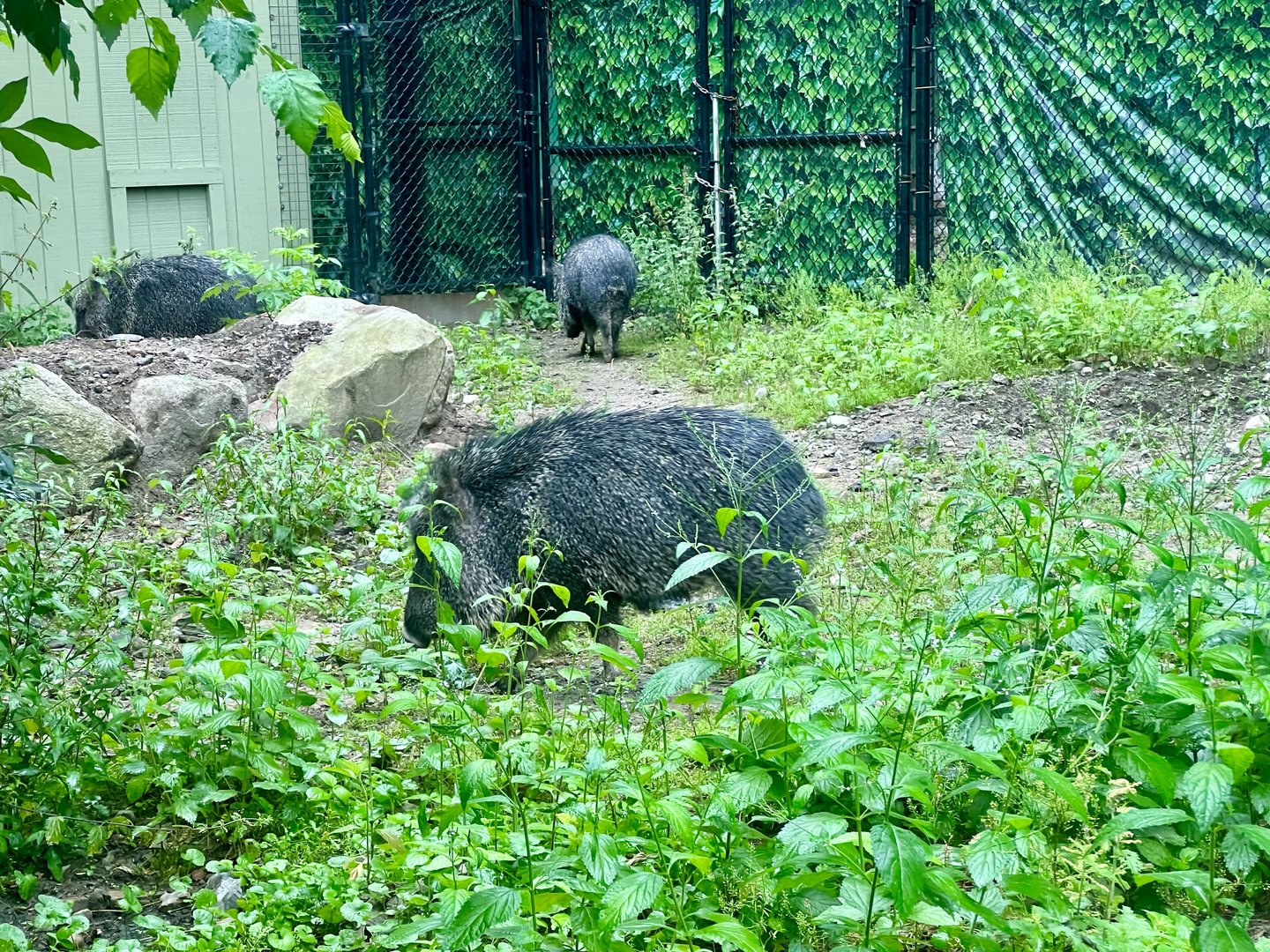 Chacoan Peccary