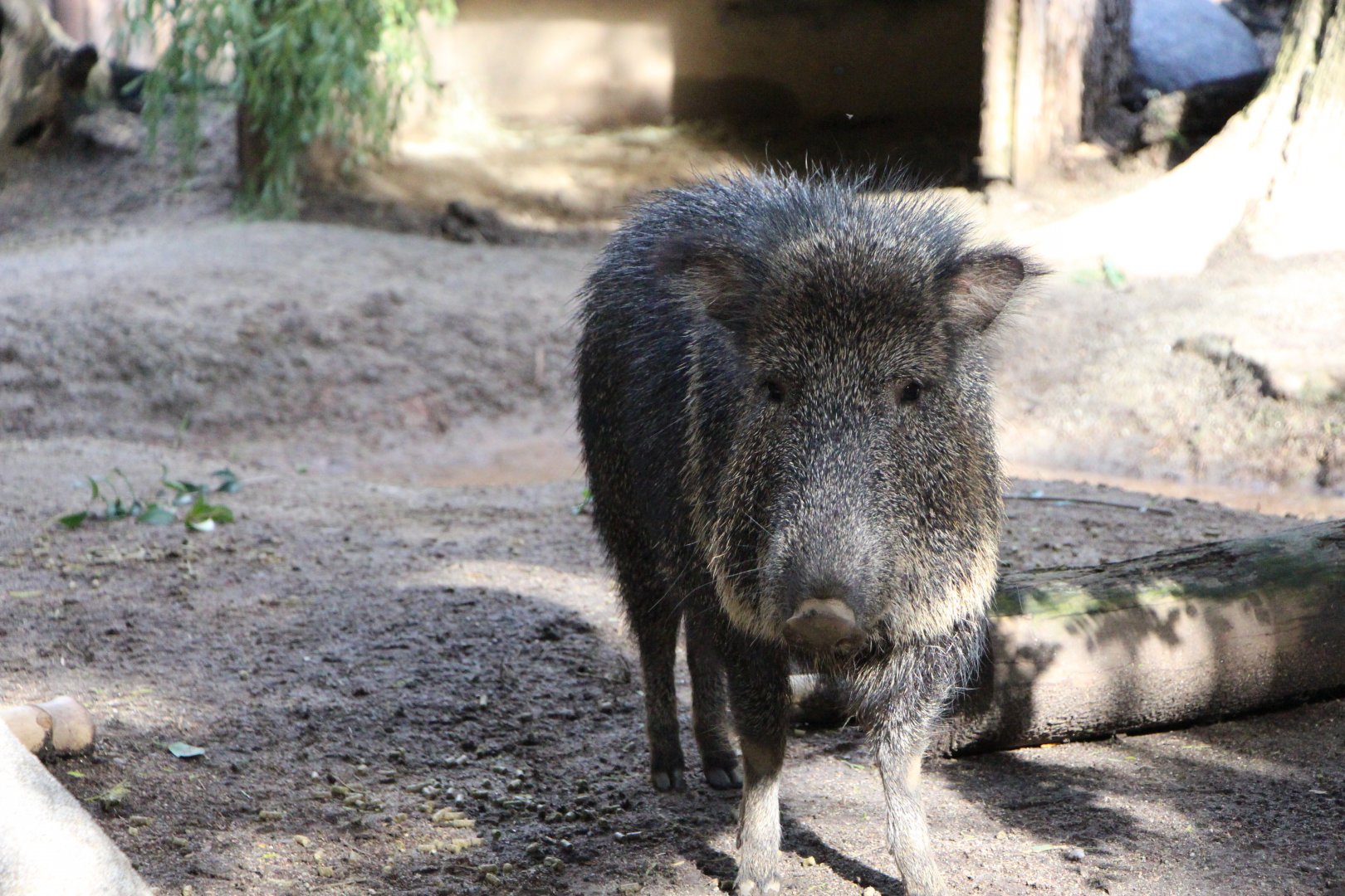 Chacoan Peccary
