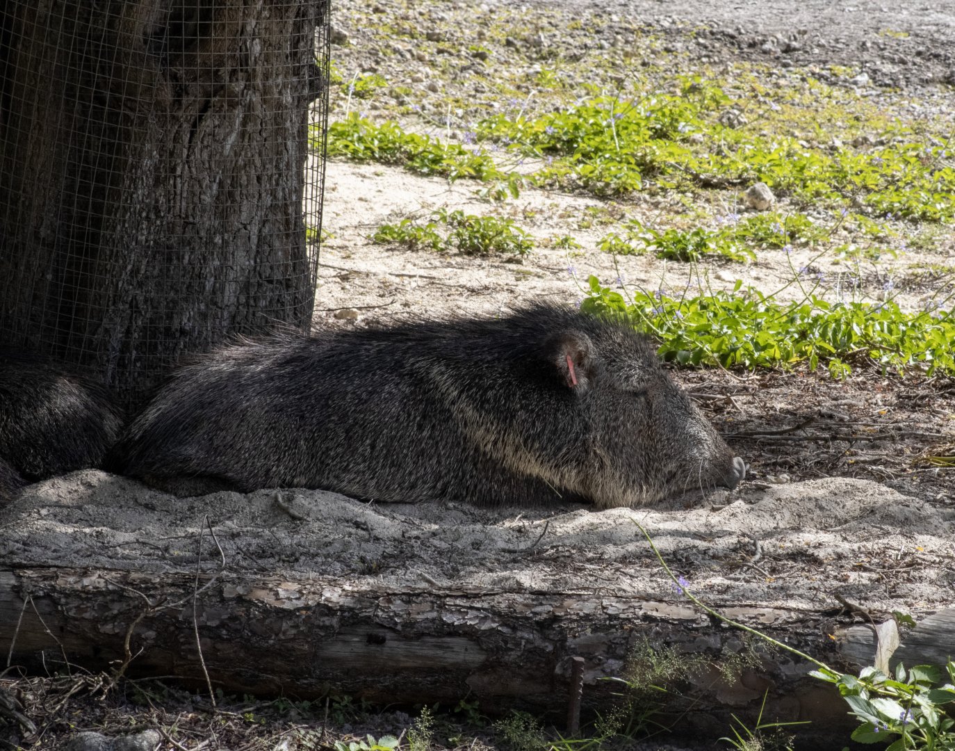 Chacoan Peccary