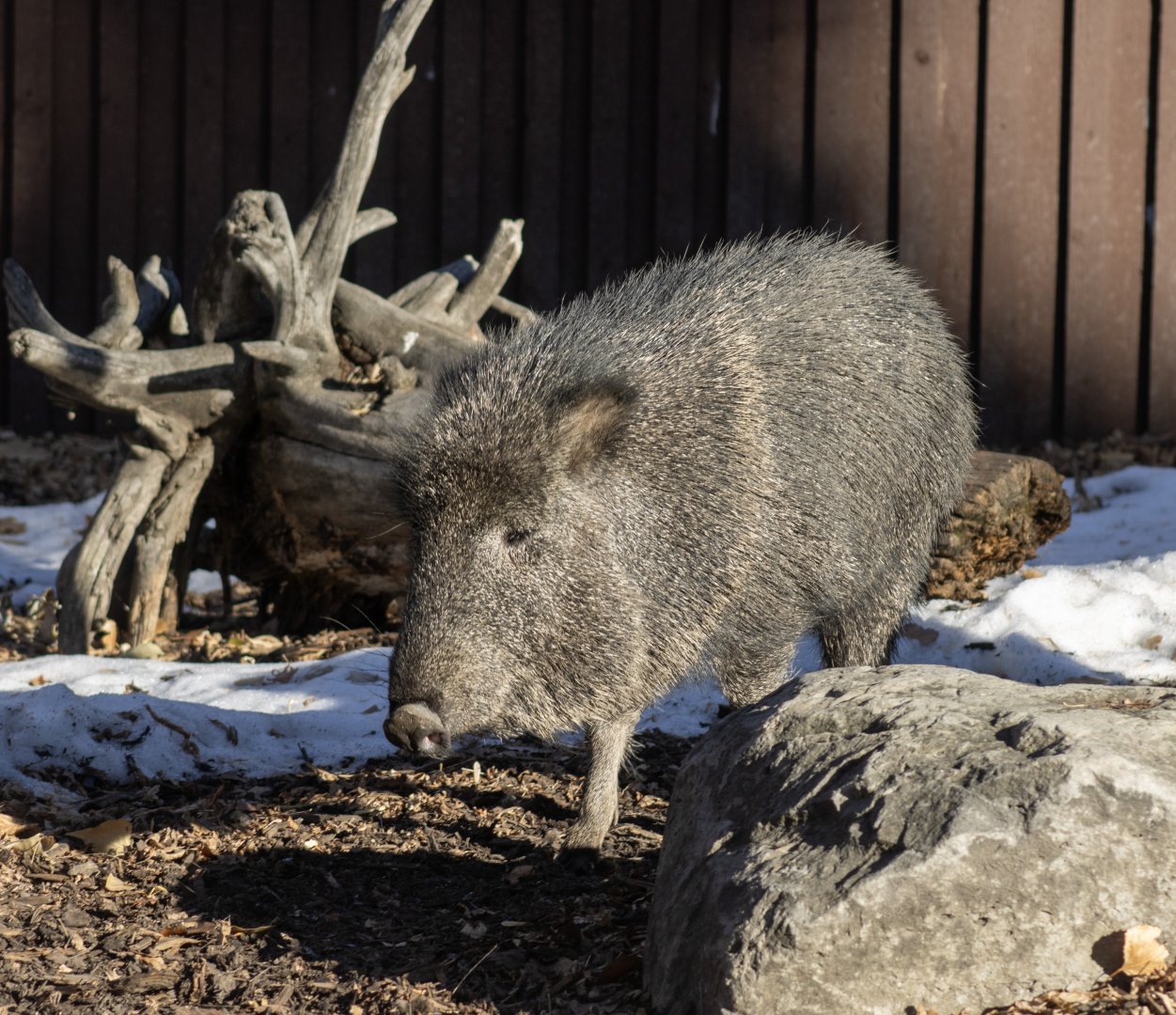 Chacoan Peccary