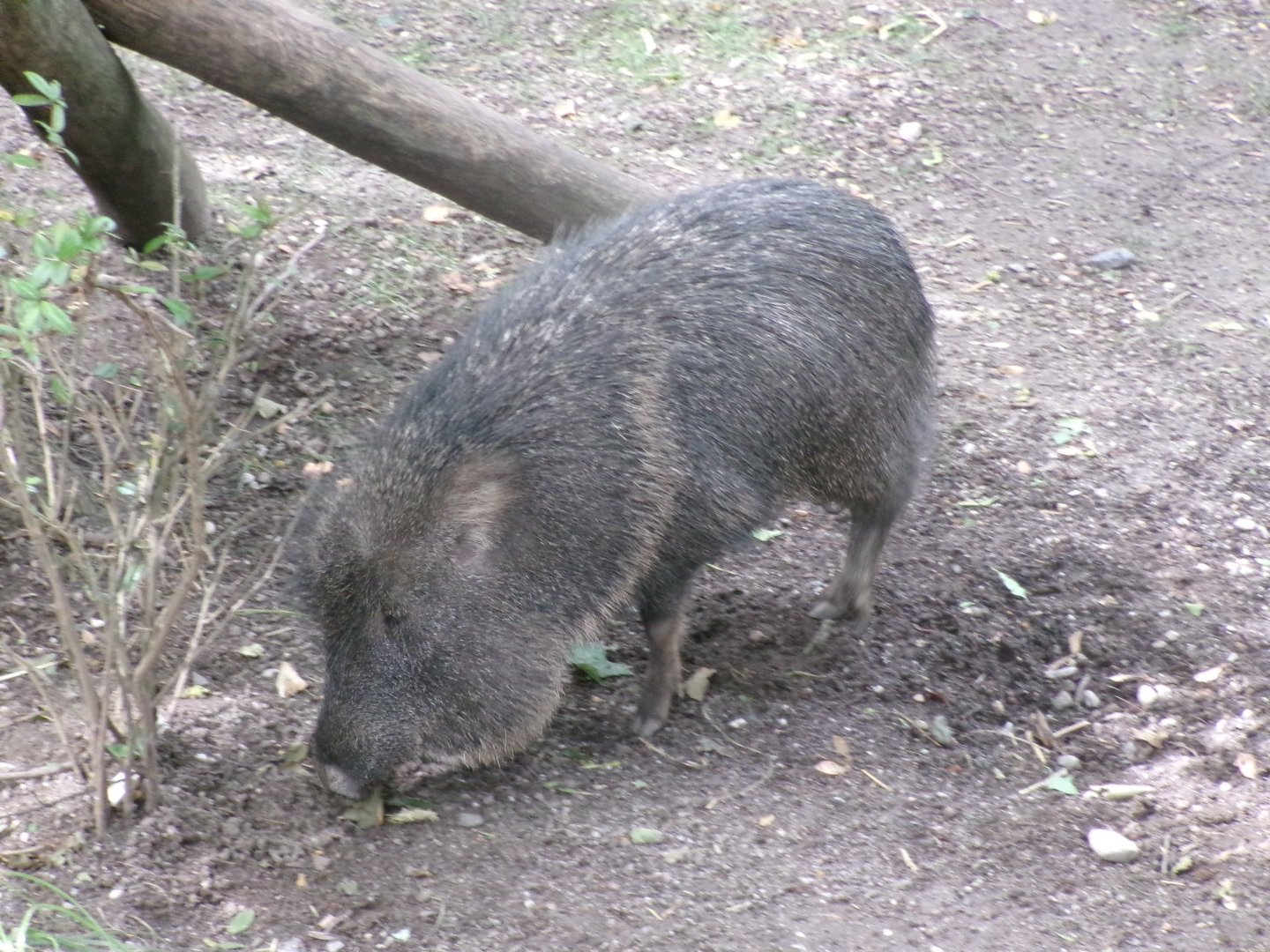 Chacoan peccary