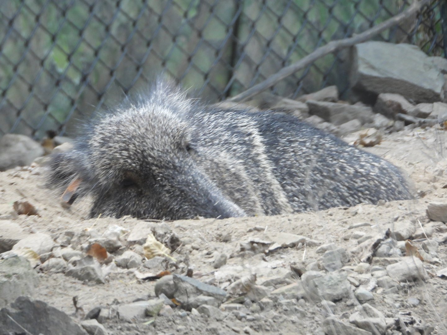 Chacoan peccary
