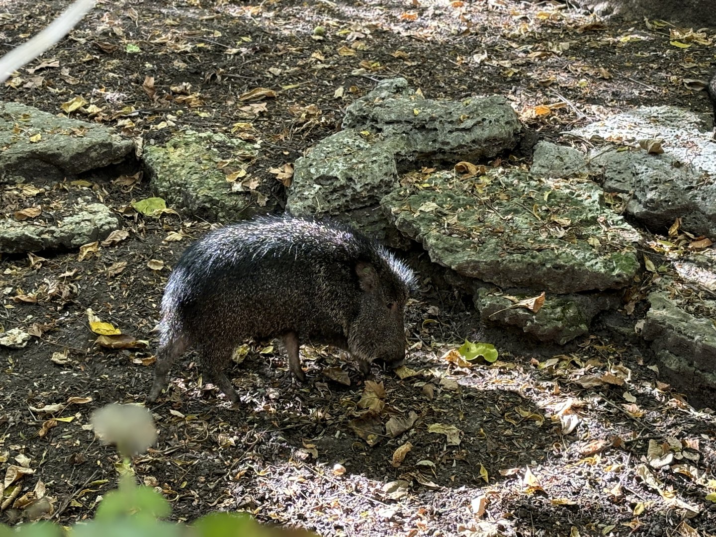 Chacoan Peccary