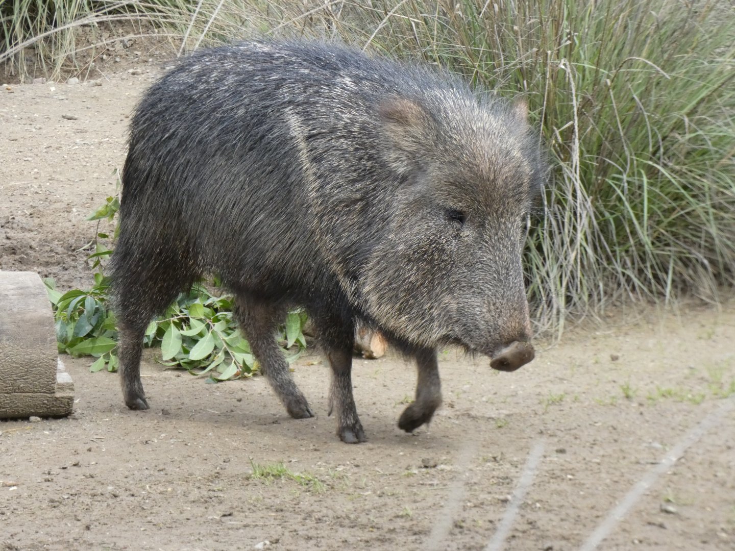 Chacoan peccary