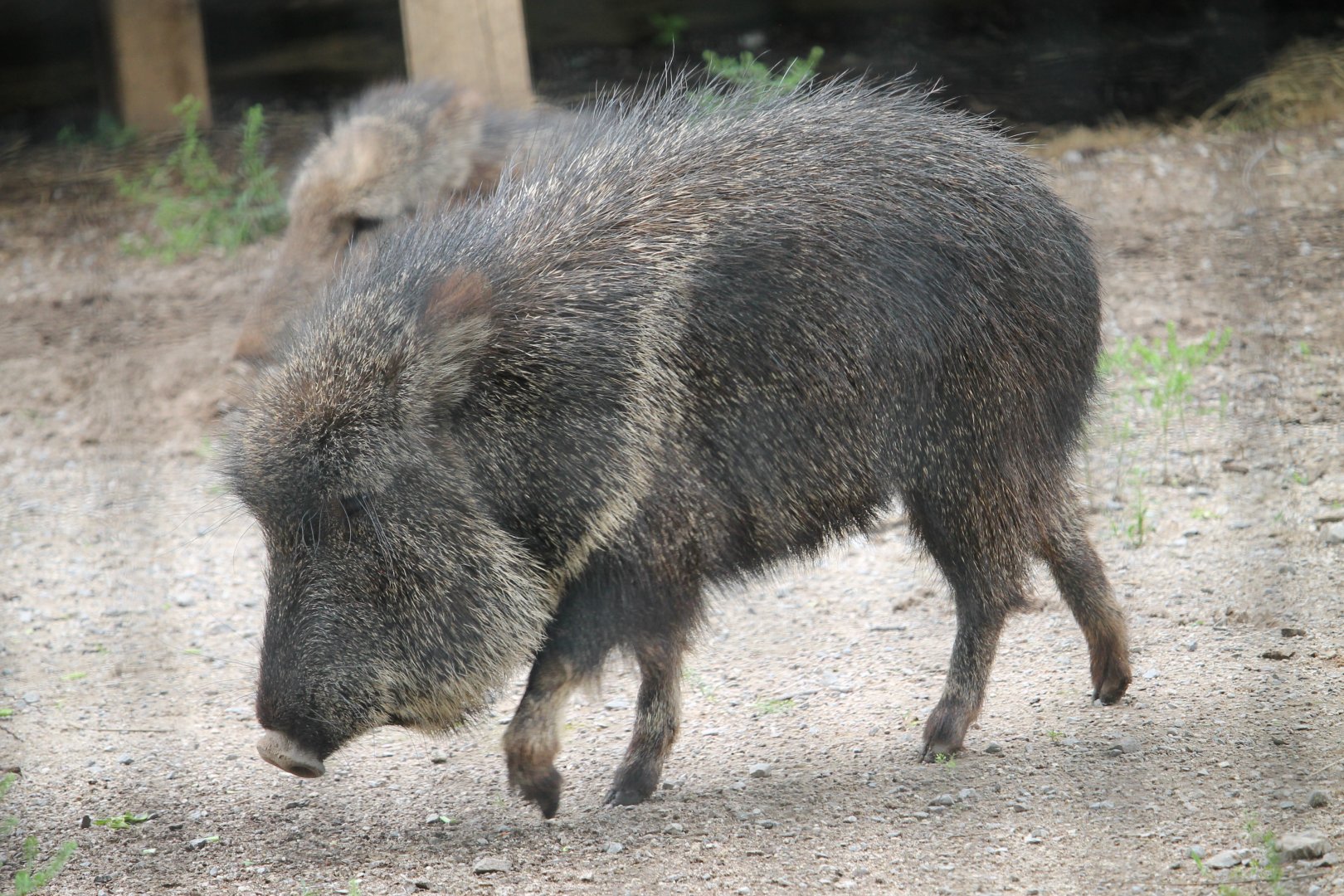 Chacoan peccary