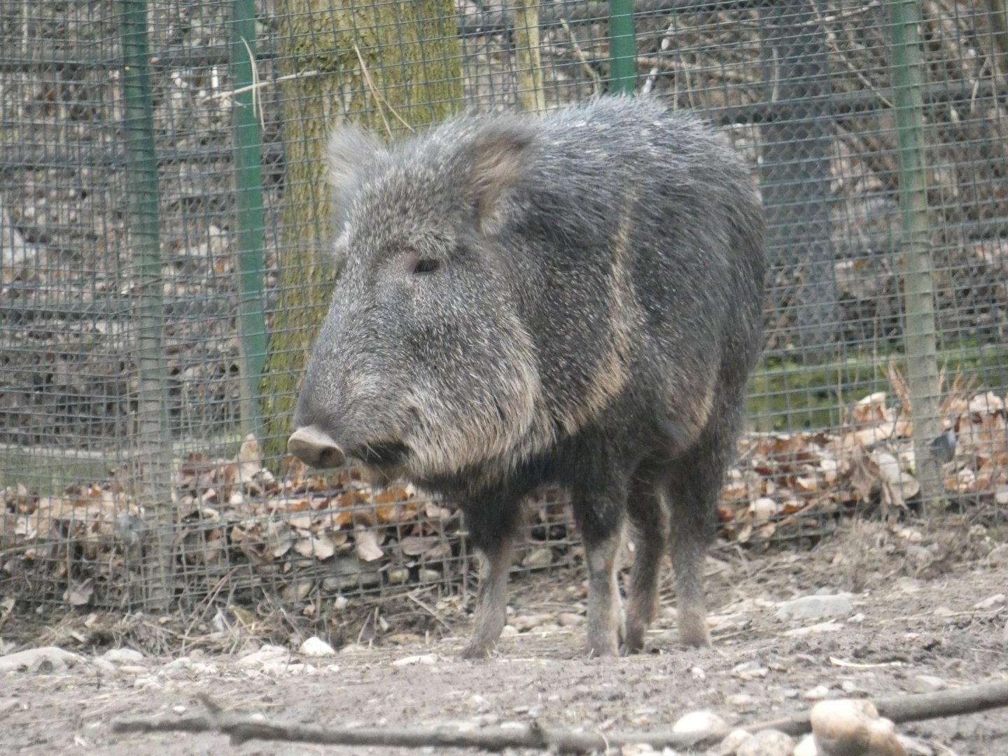 Chacoan peccary