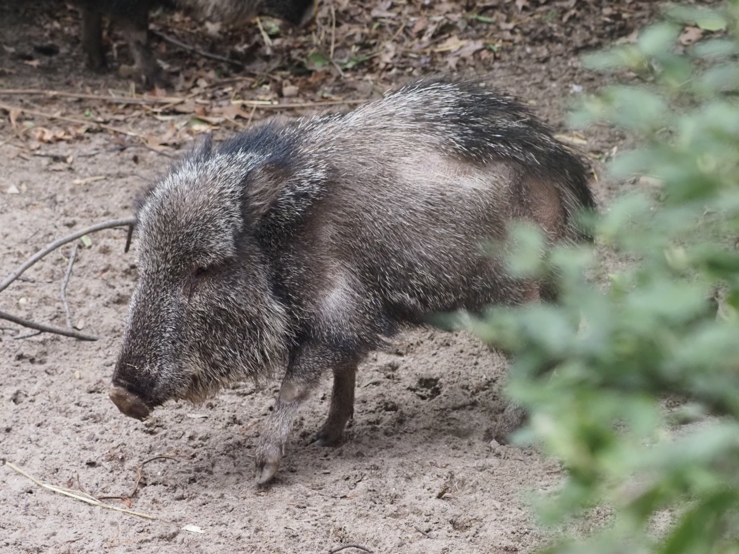 Chacoan Peccary