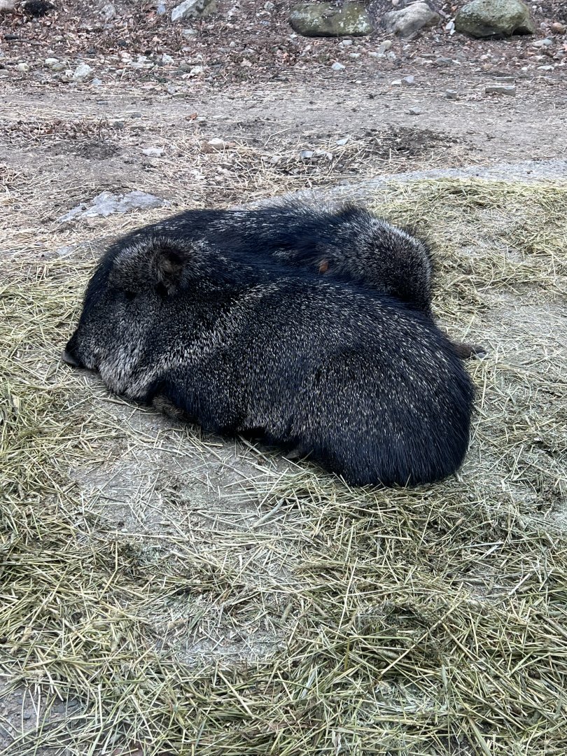 Chacoan Peccary