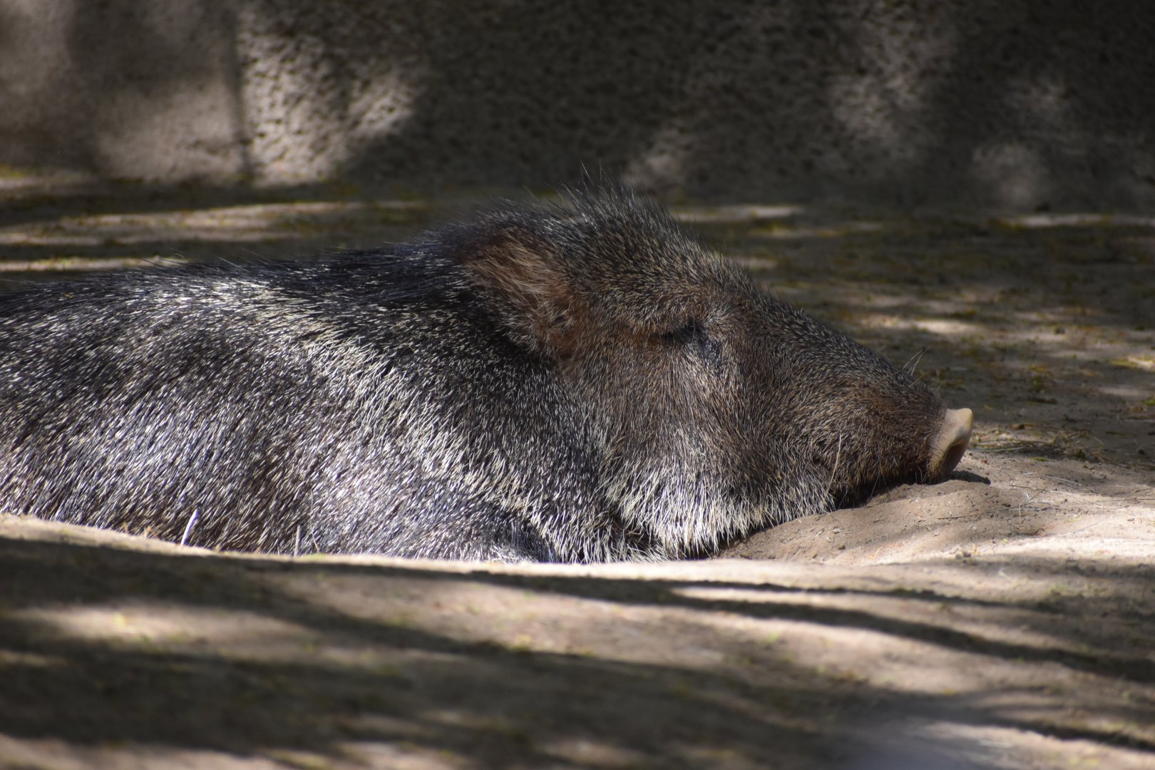 Chacoan Peccary