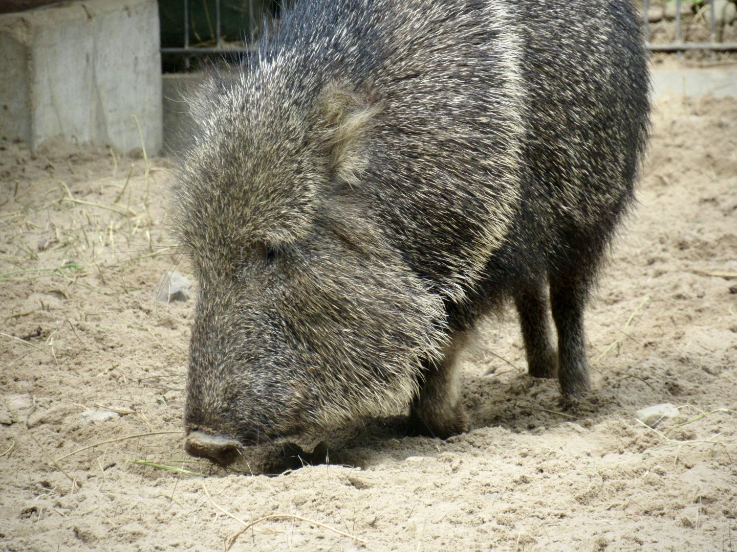 Chacoan peccary