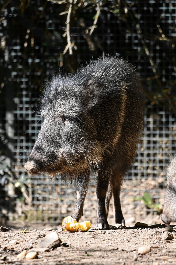 Chacoan peccary