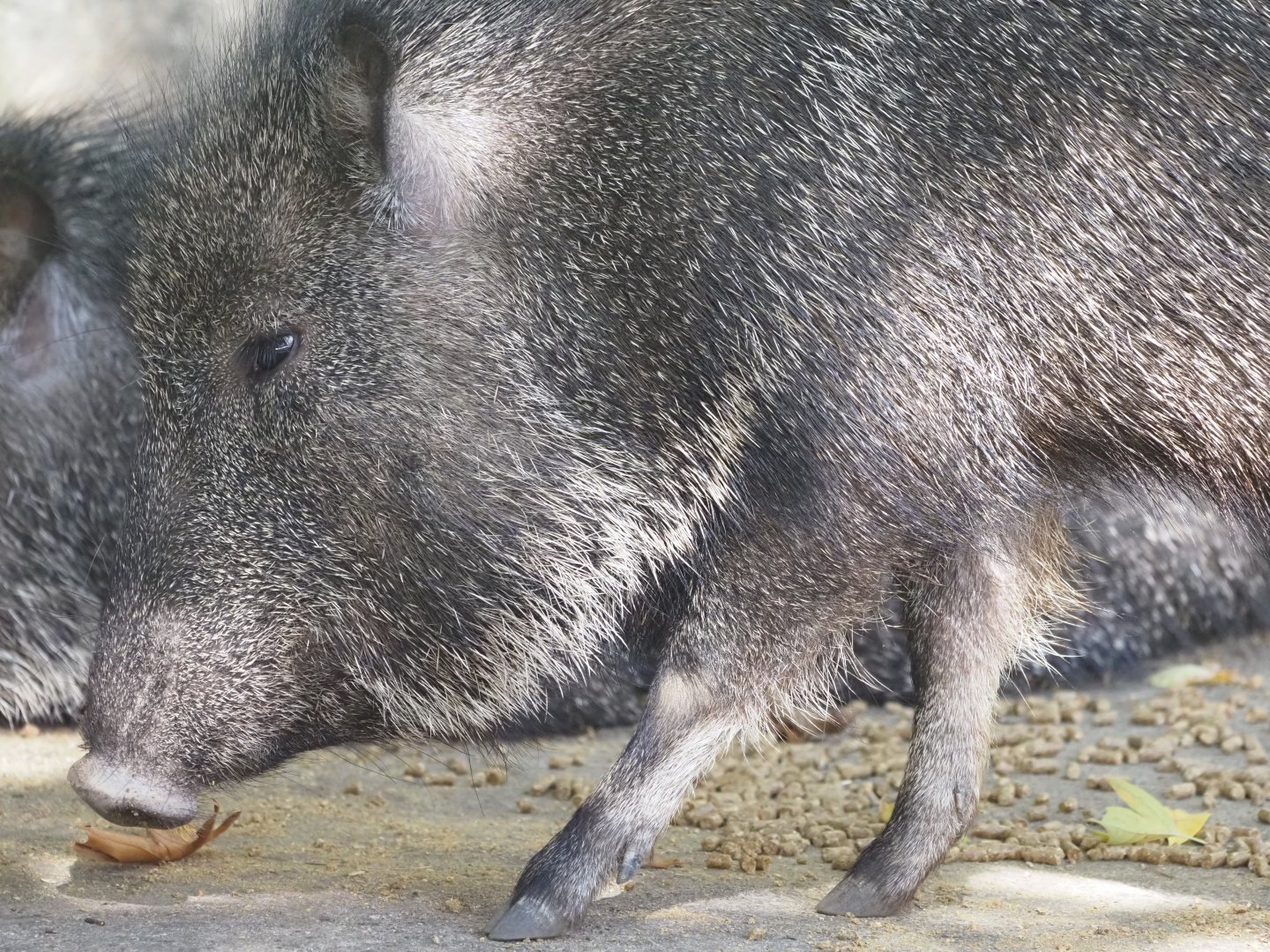 Chacoan Peccary