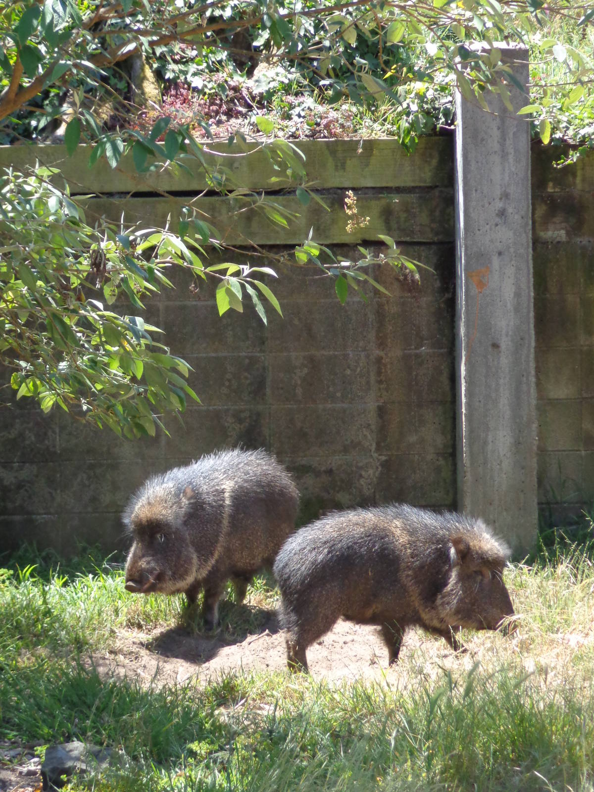 Chacoan peccarys