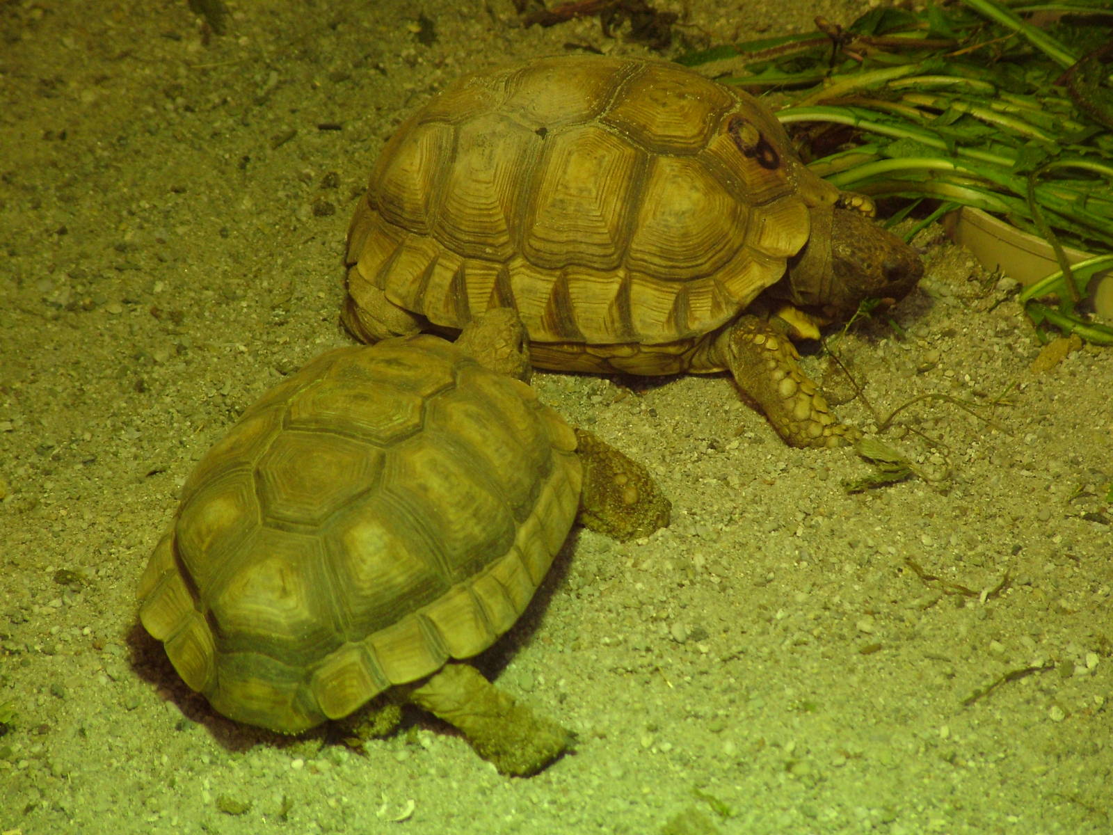 Chacoan Tortoises at Zlin, 28/05/10