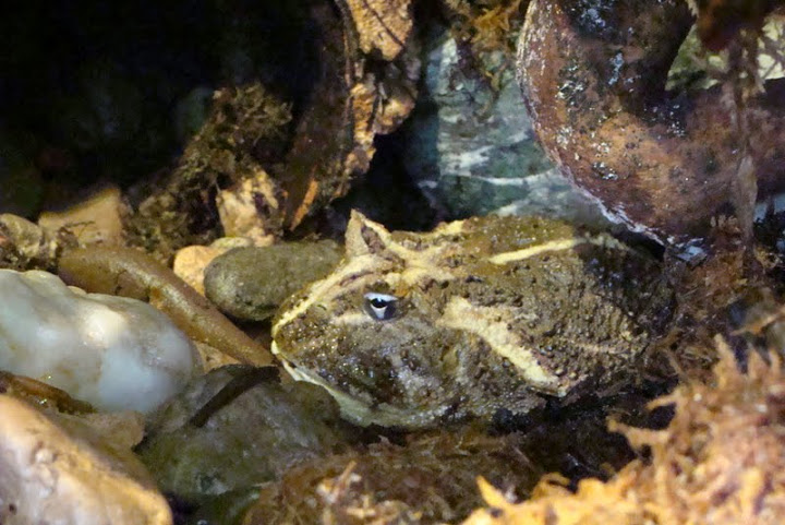 Chacophrys pierottii