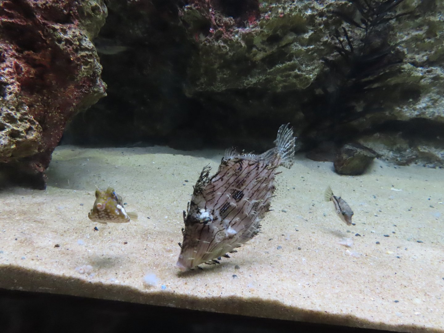 Chaetodermis penicilligerus, Canthigaster rivulata and Lactoria diaphana