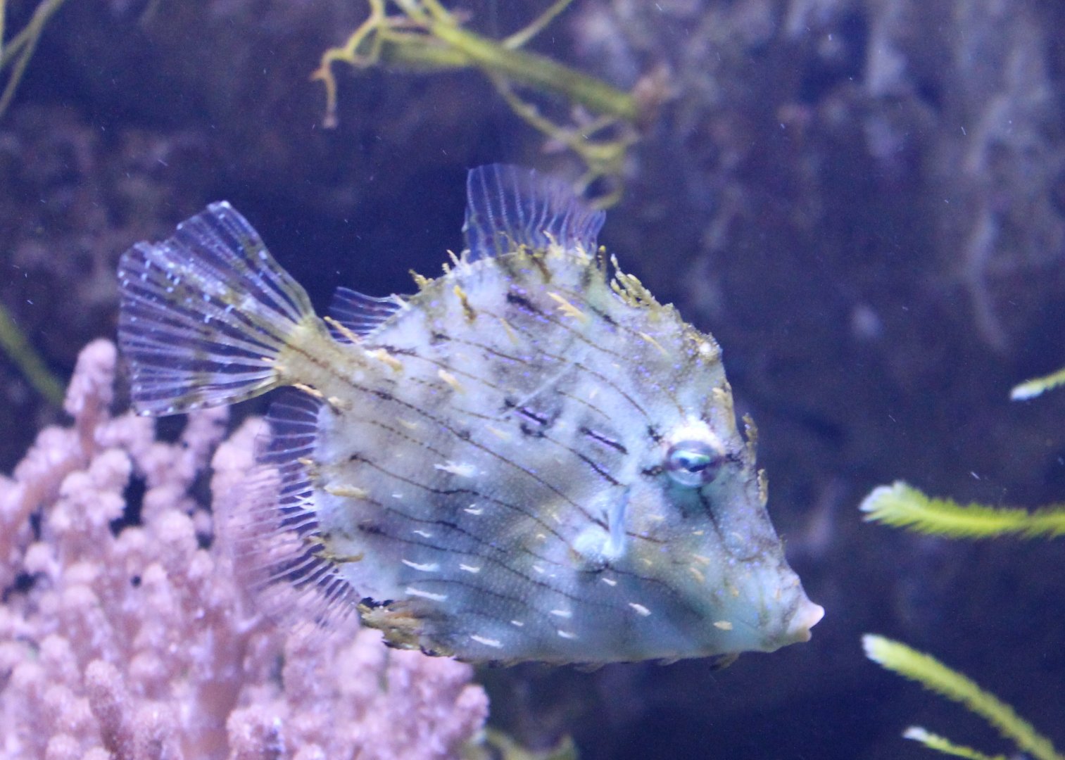 Chaetodermis penicilligerus