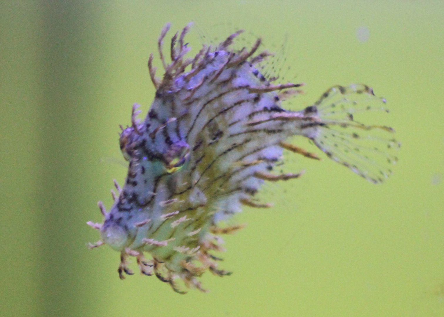 Chaetodermis penicilligerus