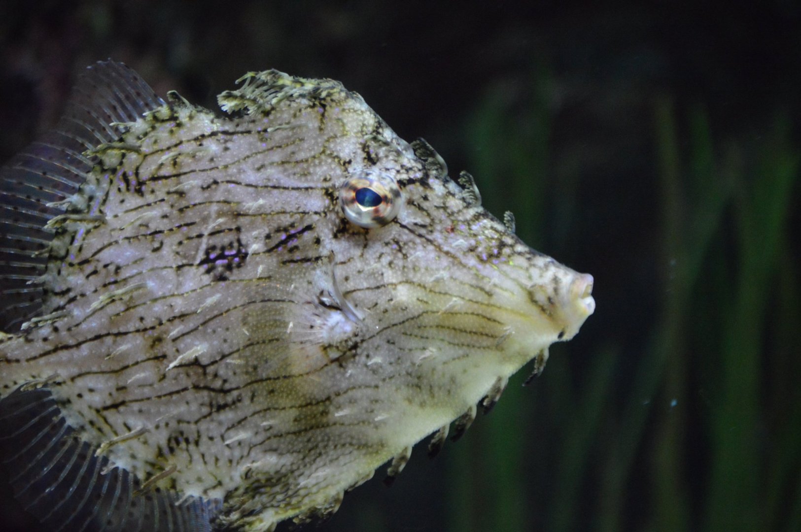 Chaetodermis penicilligerus