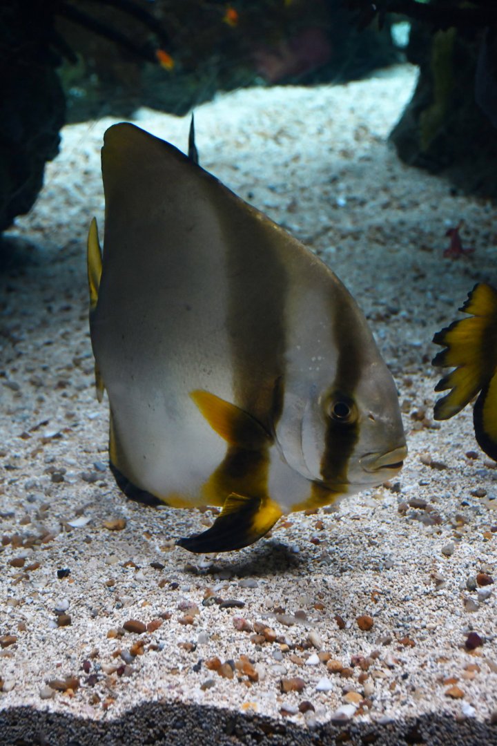 Chaetodipterus faber