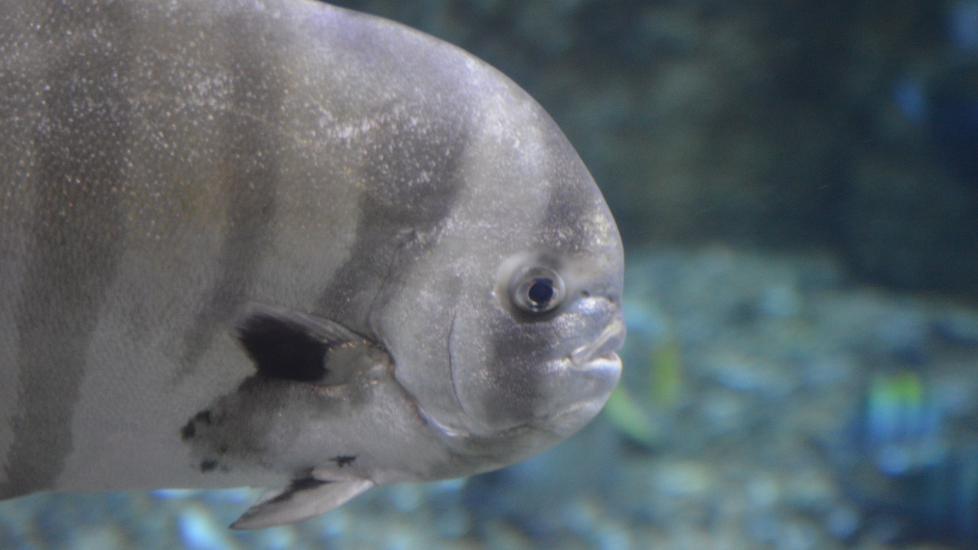 Chaetodipterus zonatus