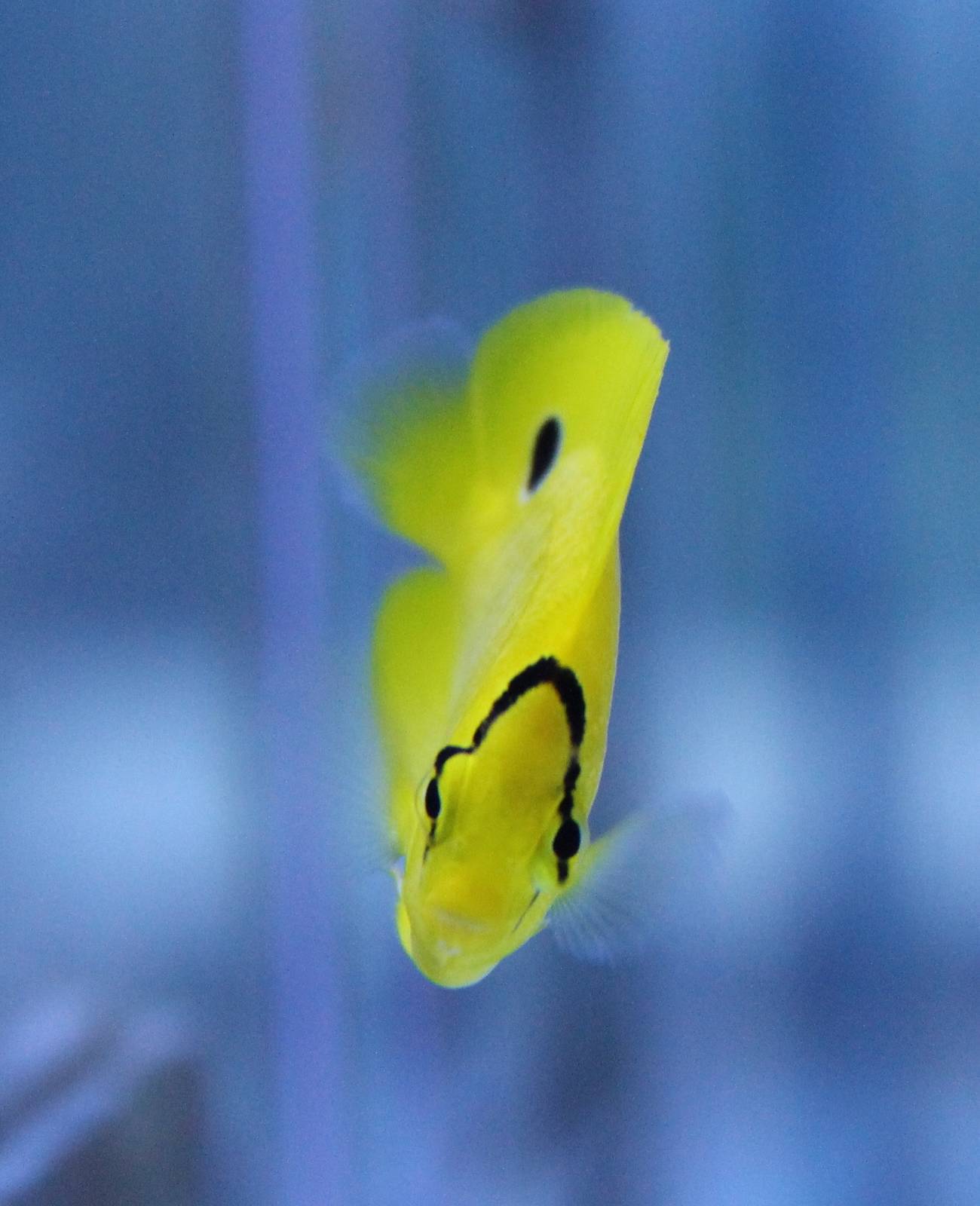 Chaetodon andamanensis