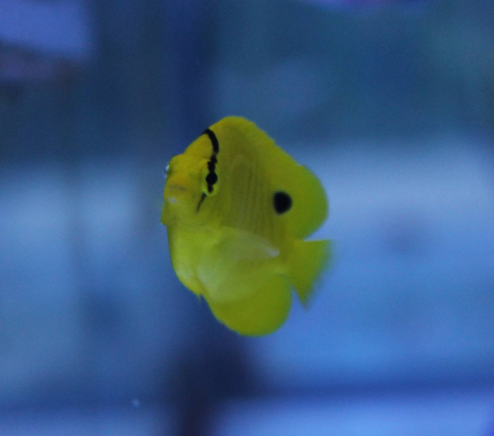 Chaetodon andamanensis