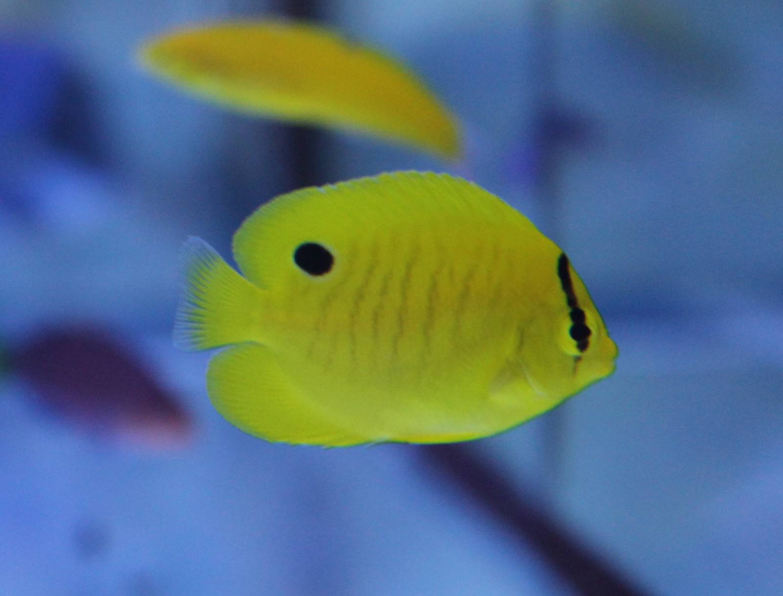 Chaetodon andamanensis