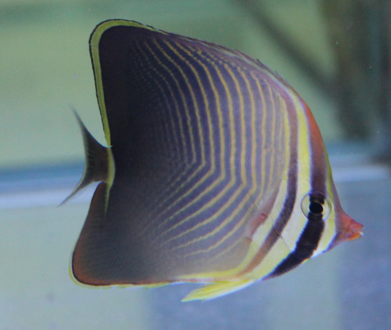 Chaetodon baronessa - Eastern triangular butterflyfish