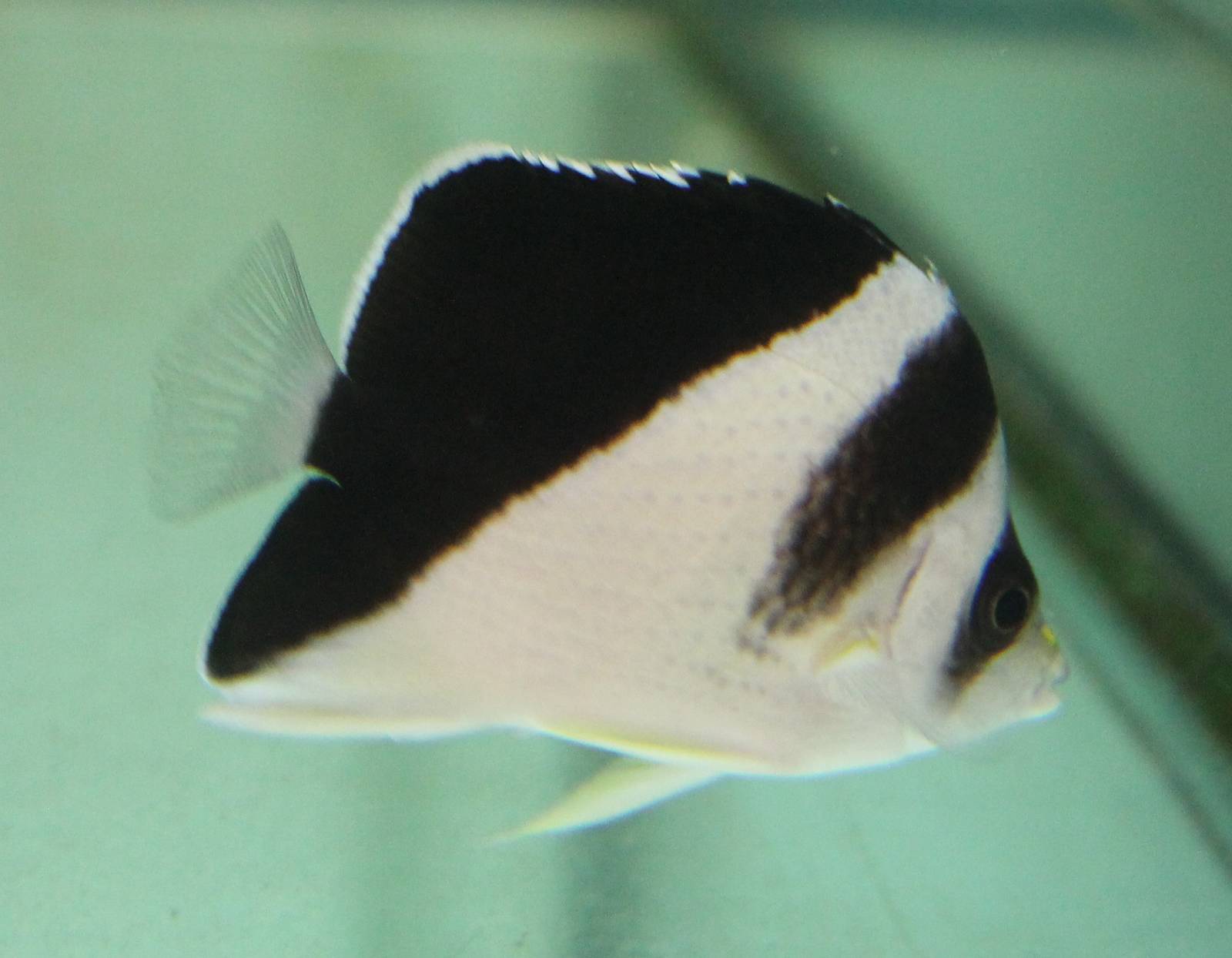 Chaetodon burgessi