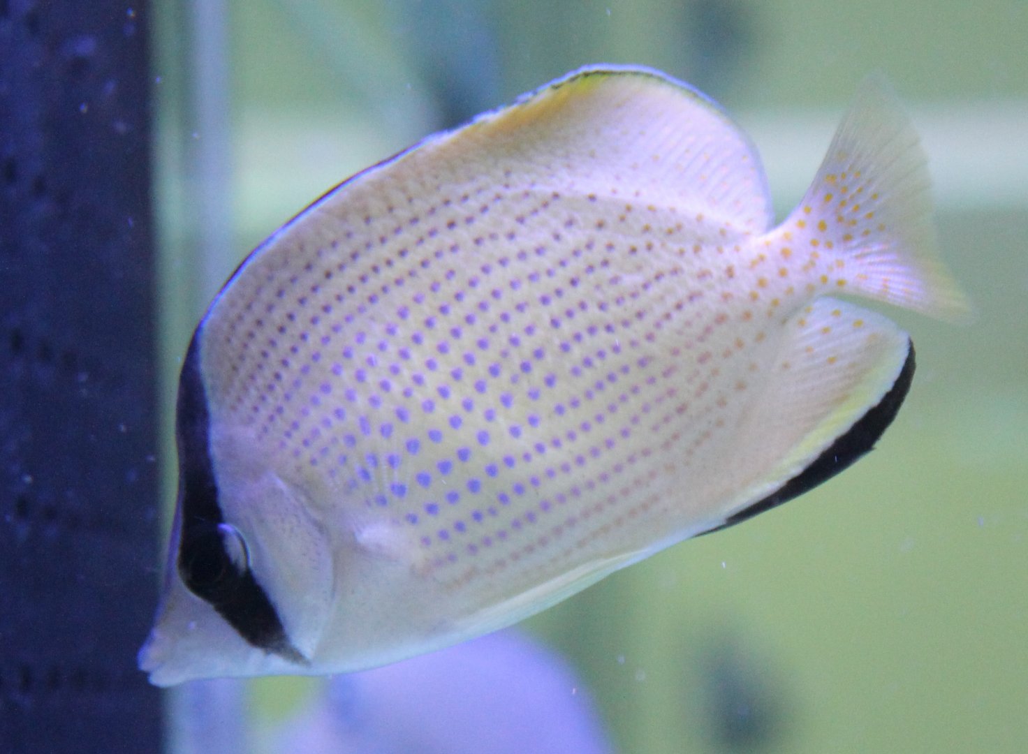 Chaetodon citrinellus - Speckled butterflyfish