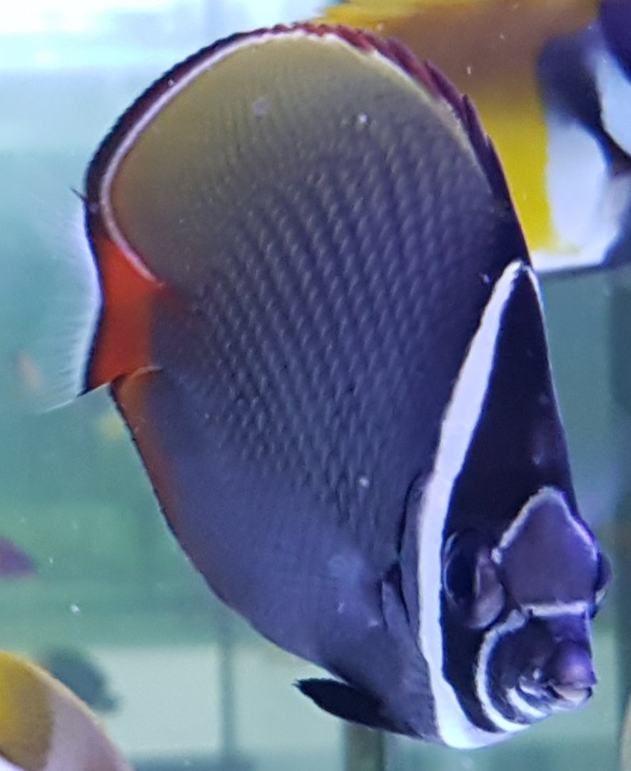 Chaetodon collare - Red-tail butterflyfish