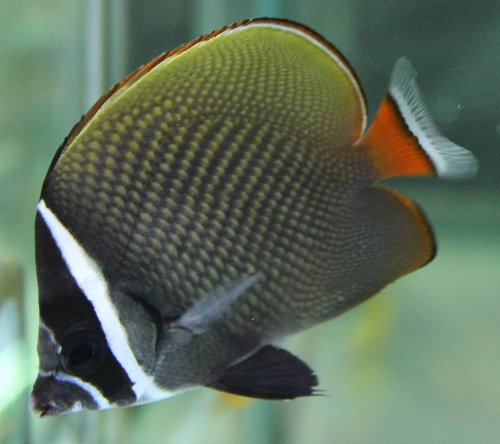 Chaetodon collare