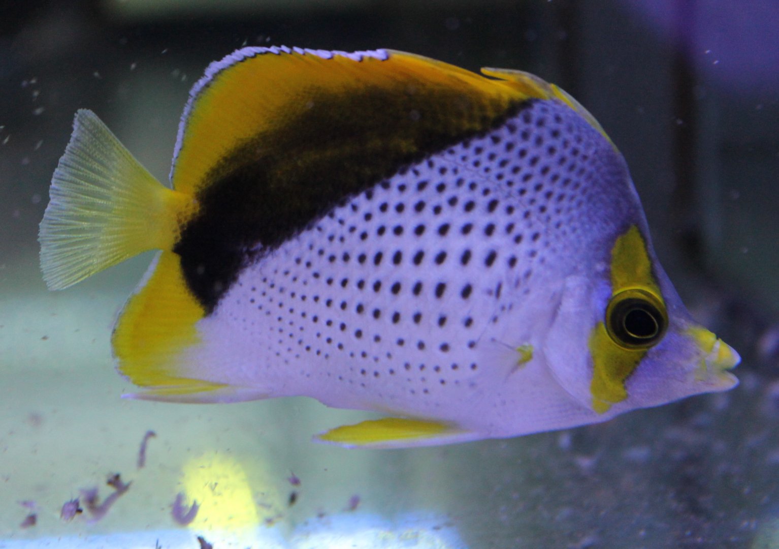Chaetodon declivis - Marquesas butterflyfish