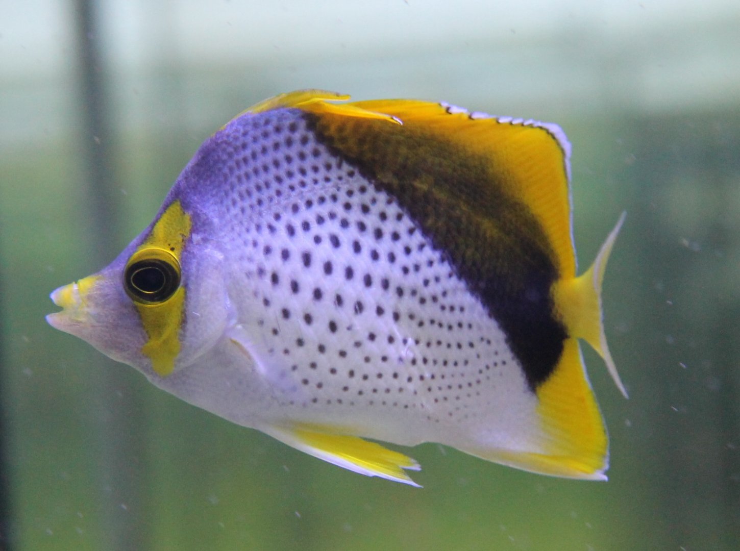 Chaetodon declivis - Marquesas butterflyfish