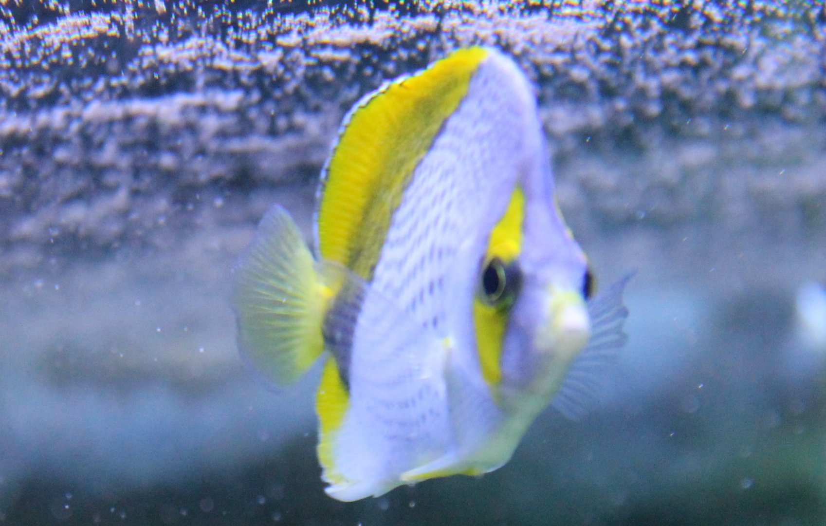 Chaetodon declivis - Marquesas butterflyfish