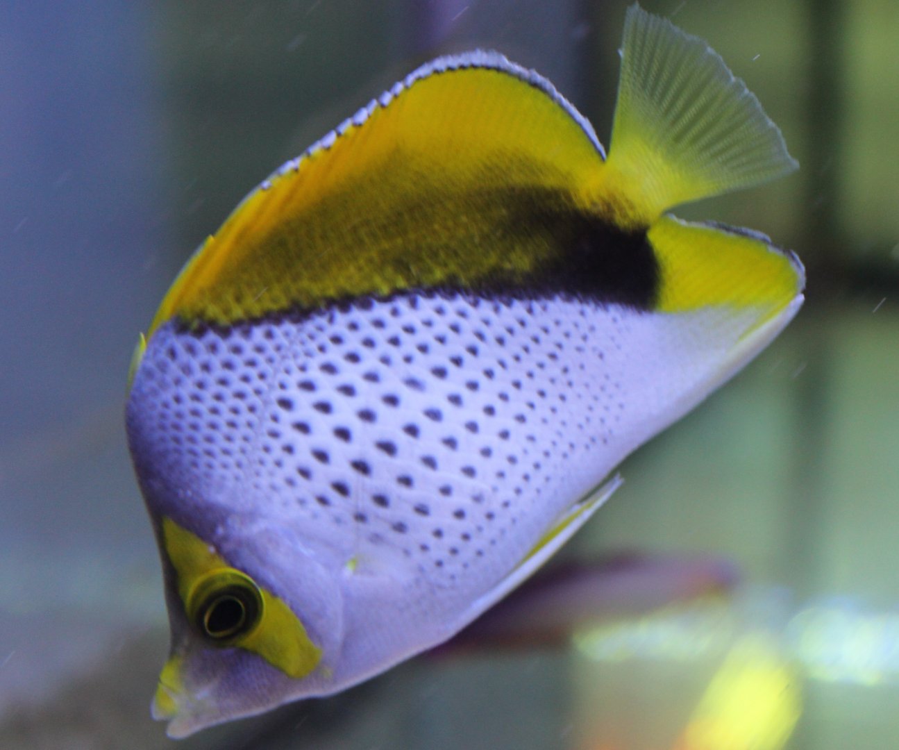 Chaetodon declivis - Marquesas butterflyfish