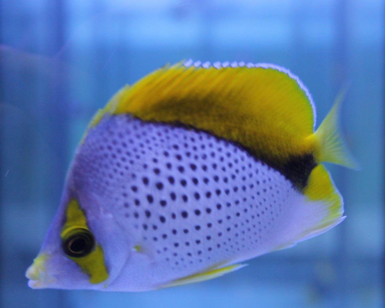 Chaetodon declivis - Marquesas butterflyfish