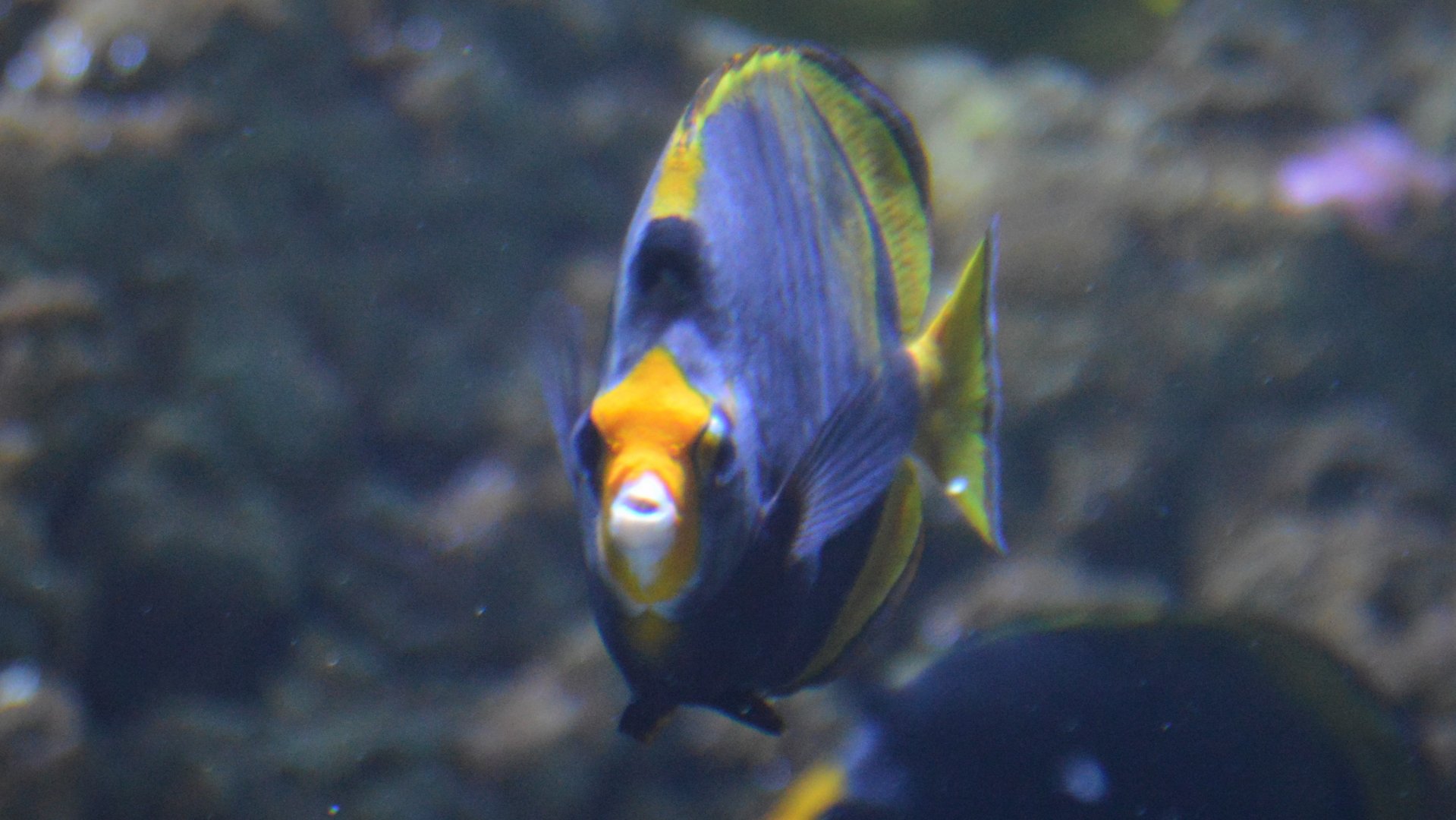 Chaetodon flavirostris