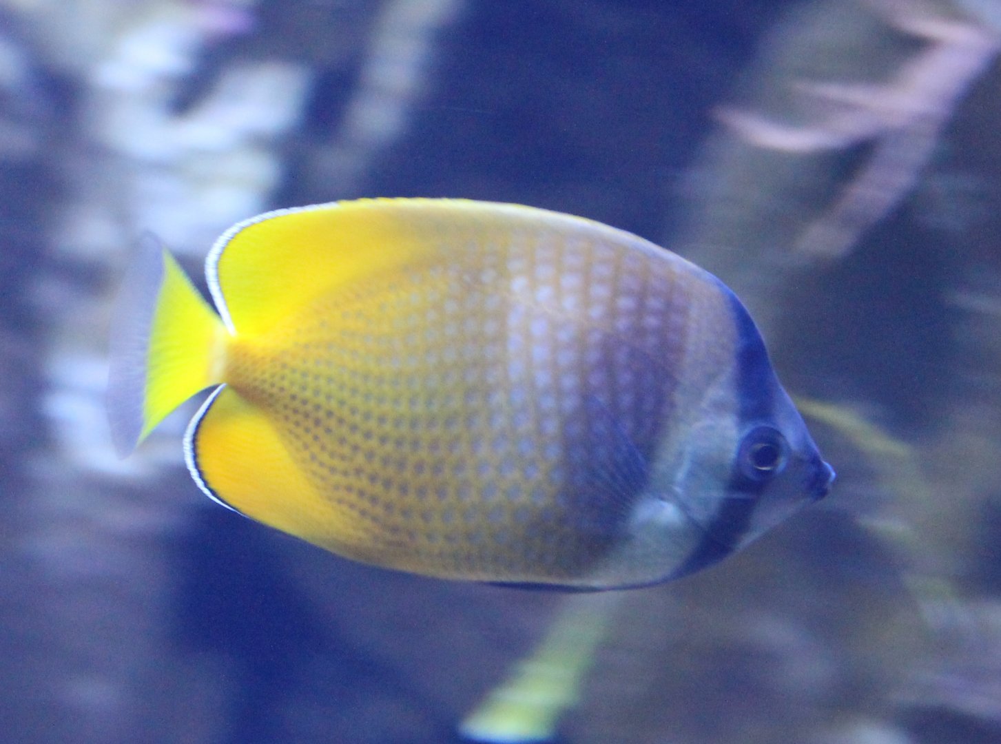 Chaetodon kleini - Sunburst butterflyfish