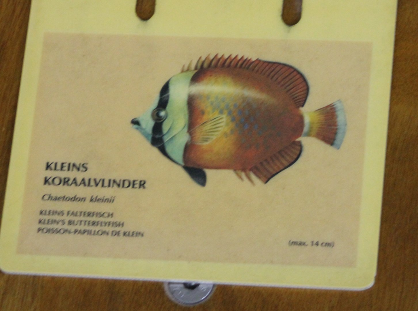 Chaetodon kleinii - Sun-burst butterflyfish