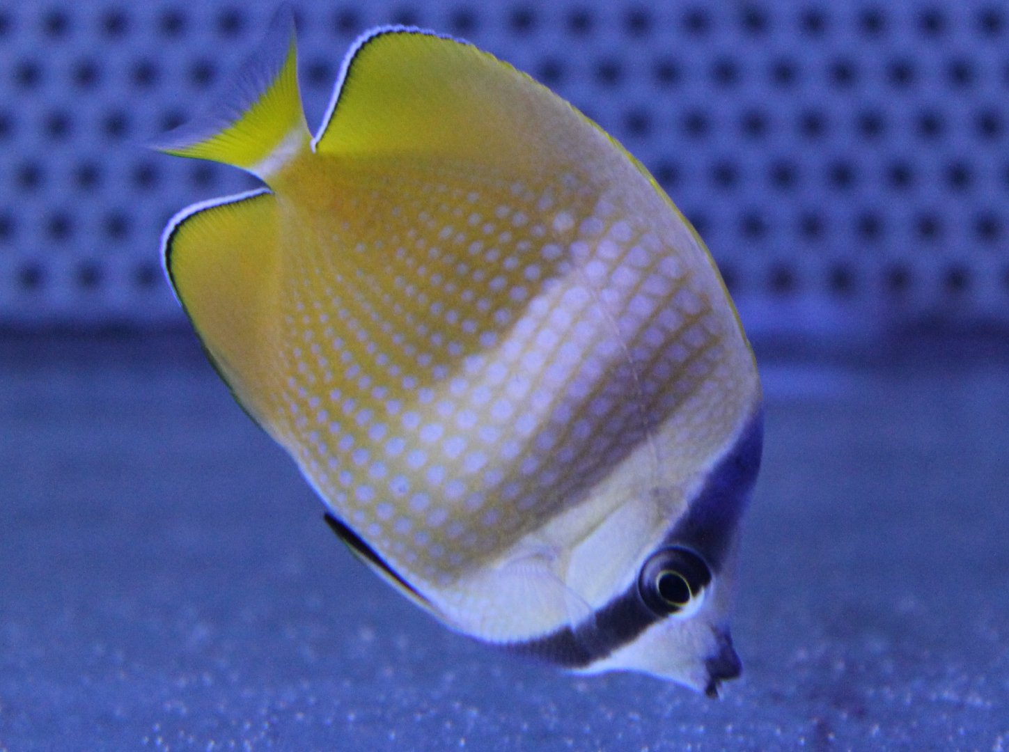 Chaetodon kleinii - Sunburst butterflyfish