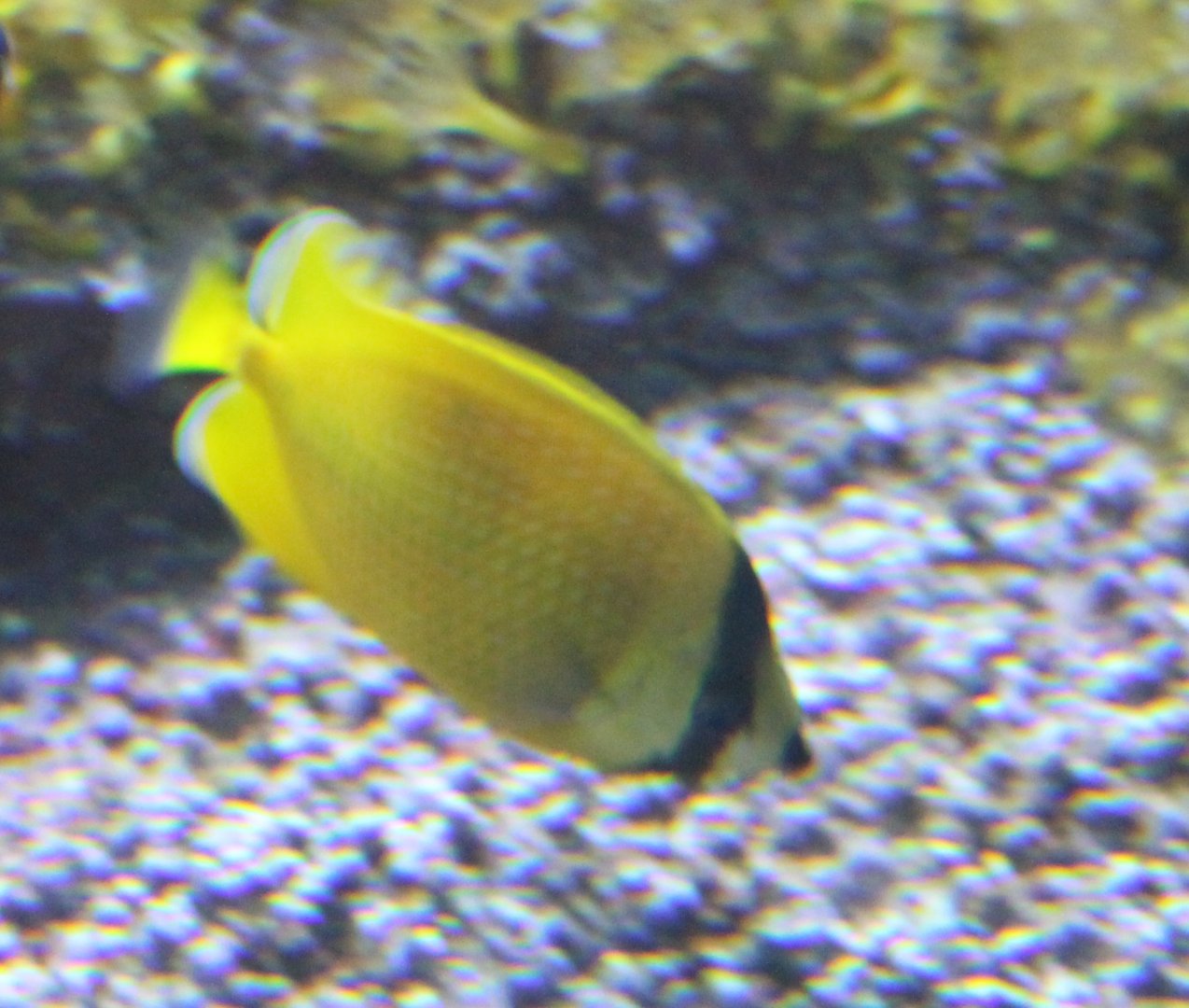 Chaetodon kleinii - Sunburst butterflyfish