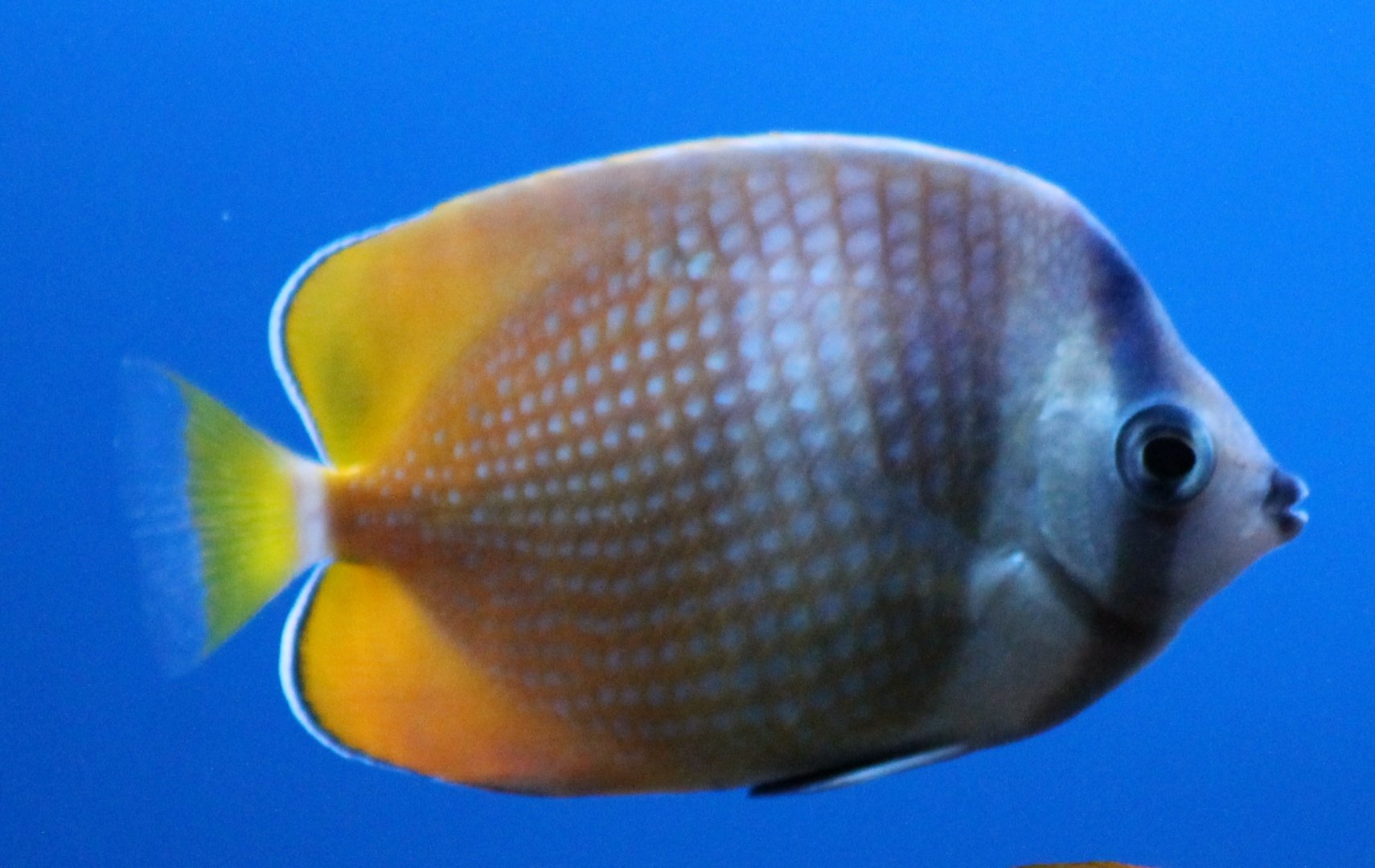 Chaetodon kleinii