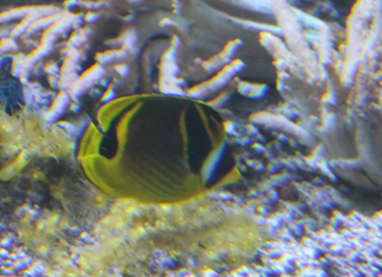 Chaetodon lunula - Raccoon butterflyfish