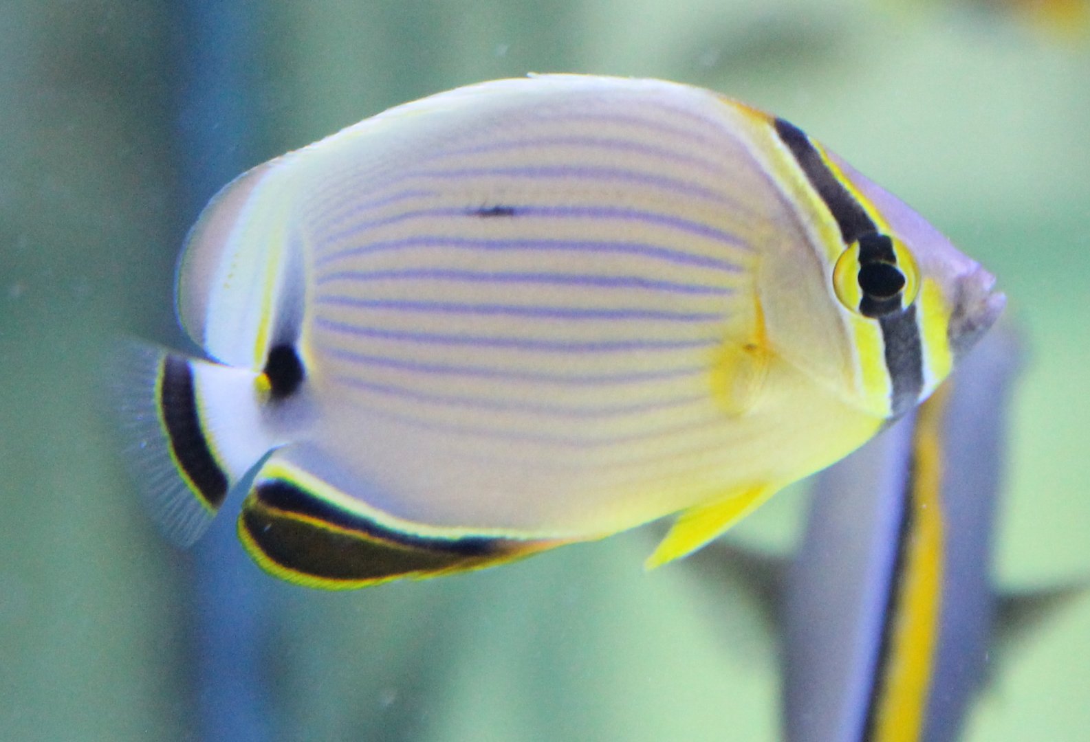 Chaetodon lunulatus - Oval butterflyfish