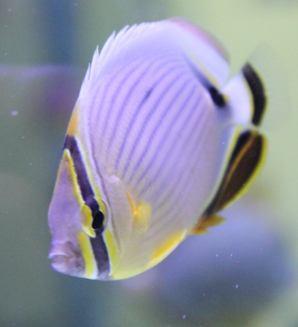 Chaetodon lunulatus - Oval butterflyfish