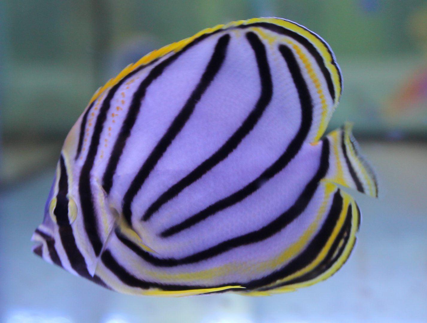 Chaetodon meyeri - Scawled or Meyer's butterflyfish