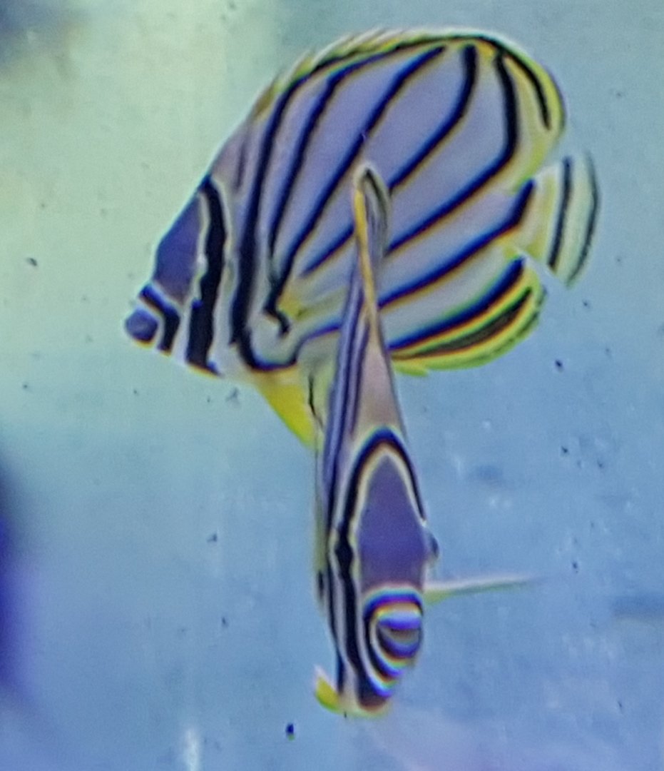 Chaetodon meyeri - Scawled or Meyer's butterflyfishes