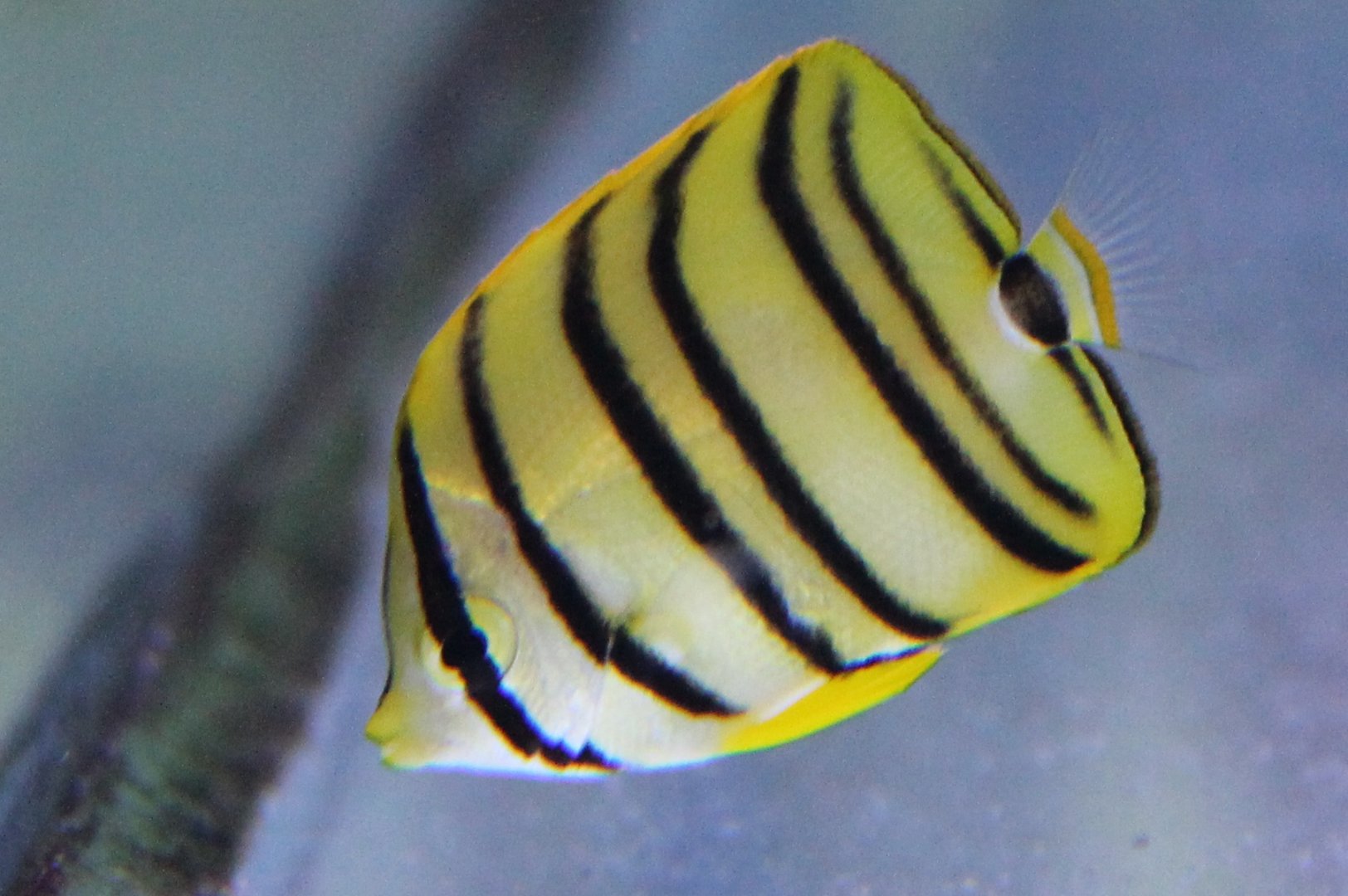 Chaetodon octofasciatus - Eightband butterflyfish